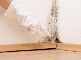 Best Mold Remediation for Vacation Homes  in Englewood, NJ